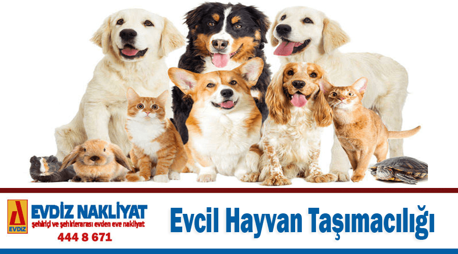 Evcil hayvan taşımacılığı İstanbul evcil hayvan taşıma şirketi evcil hayvan taşıma fiyatları